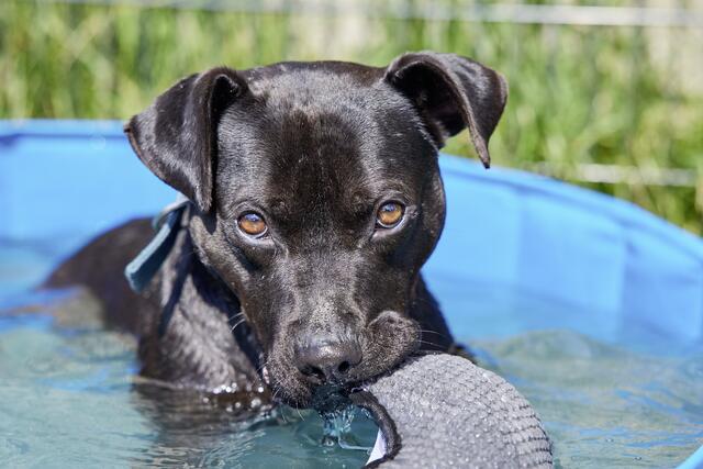 Stafford-Mischling Clyde im Pool. Er lebt seit einem Jahr im Tierheim Frankenburg.  | Foto: Jelinek