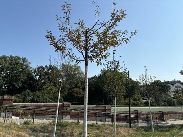 Bei dem Baum ist der Spitzentrieb abgestorben. | Foto: Rosa Besler/meinbezirk