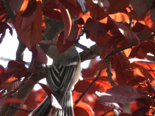 Eine Kohlmeise - von Hinten erkennt man die Blattimitation in Gefieder | Foto: Zuzana Kobesova 2024