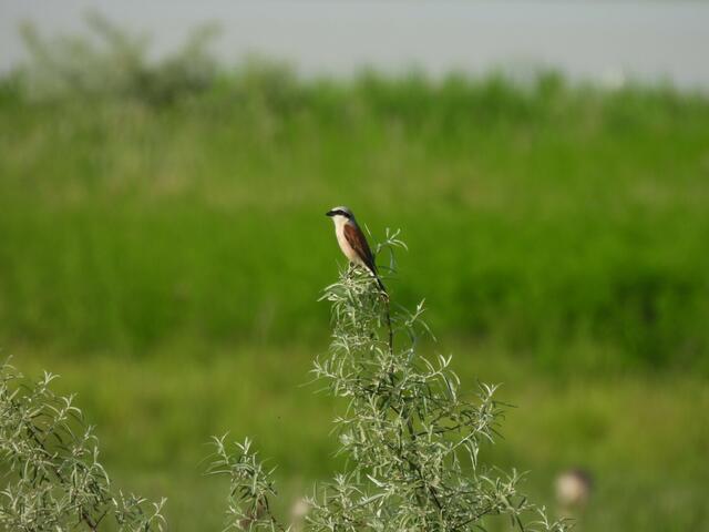 Ein männlicher Neuntöter von der Langen Lacke, Burgenland | Foto: Zuzana Kobesova 2024