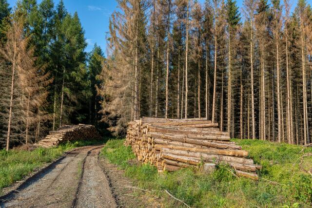 Die rasche Aufarbeiten von Borkenkäfer befallenem Holz ist wichtig, damit sich der Käfer nicht überdurchschnittlich stark vermehrt.  | Foto: PantherMedia/artush
