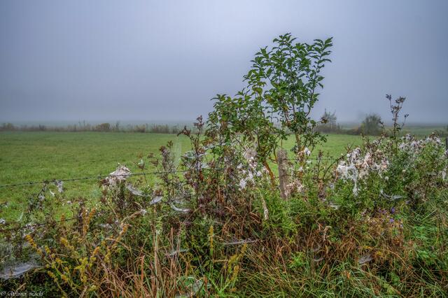 Foto: Copyright Werner Lückl