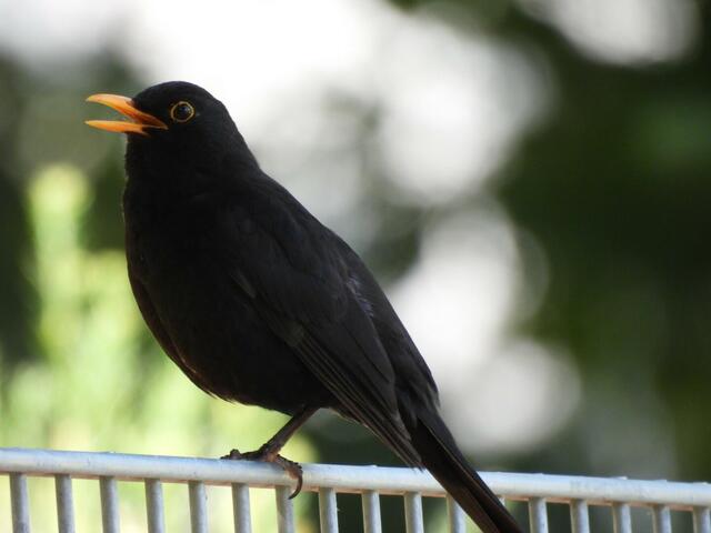 Eine Amsel aus Inzersdorf | Foto: Zuzana Kobesova 2024