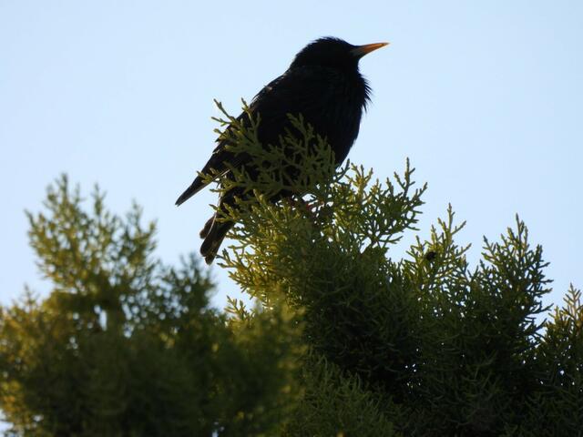 Ein Star aus Vösendorf | Foto: Zuzana Kobesova 2024