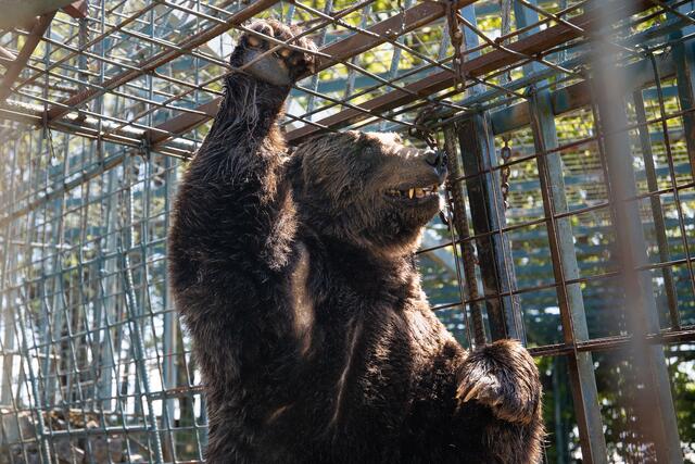 Auch Bär Mitko hängt in Slowenien fest und konnte bislang nicht in den Bärenwald Arbesbach gebracht werden. | Foto: VIER PFOTEN