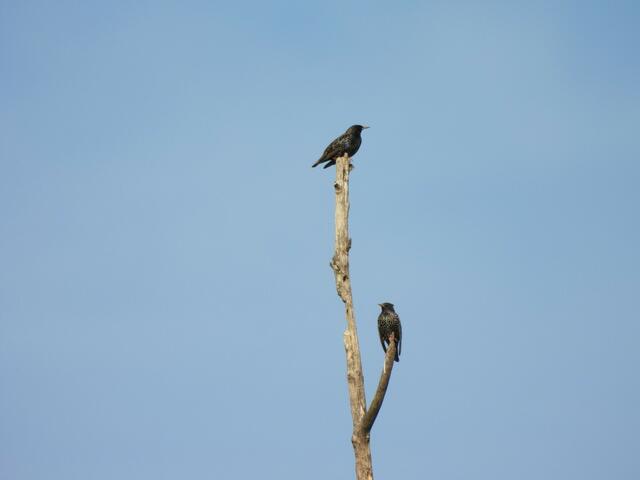 Ein Star-Pärchen von der Langen Lacke | Foto: Zuzana Kobesova 2024