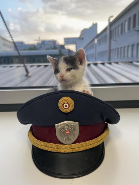 Drei Mädchen retteten in Währing ein ausgesetztes Katzenjunges. | Foto: LPD Wien