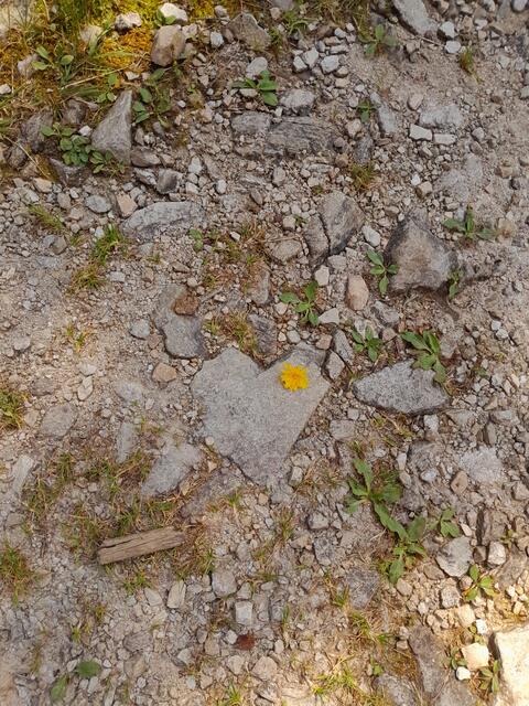 Am weiteren Weg finde ich ein Steinherz, welches ich mit einer Blüte markiere