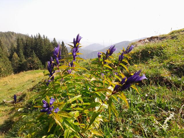 Immer wieder sind schöne Blumen am Weg zu sehen