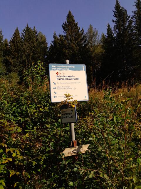 und komme auf einen Forstweg, der im Winter einer Langlaufloipe dient.