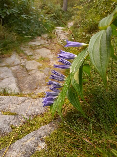 mit Blumen am Wegesrand und