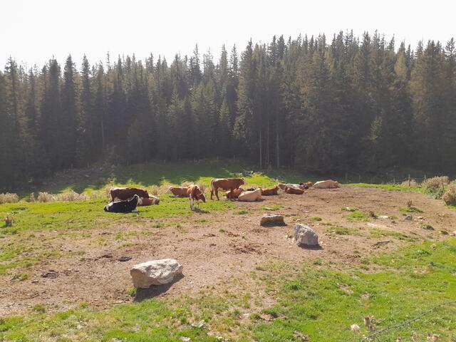 Die ersten Kühe, obwohl ich durch mehrere Weiden gegangen bin