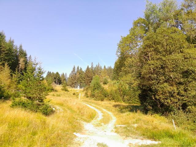 Aus dem Wald raus und rechts hinter den Bäumen geht der Blick schon auf den Sonnwendstein
