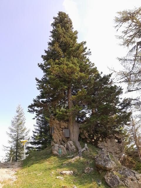Auf dem Felsen neben dem Baum sieht man ein eisernes Kreuz