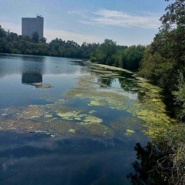 Auch die Traun bei Lambach ist bereits von der Plage betroffen. | Foto: Grüne
