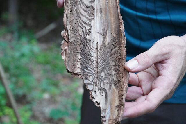 Foto: Nicole Hettegger