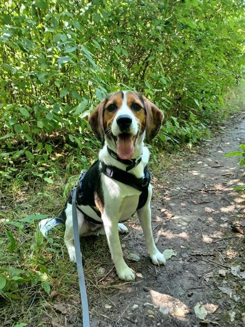 Beagle Bernd ist ein echt lieber Kerl, braucht nur eine erfahrene Hand. | Foto: Arche Wels