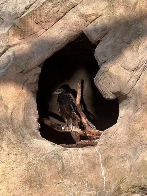 Das Warten hat ein Ende: die Schmutzgeier bekamen im Mai endlich Nachwuchs. | Foto: Alpenzoo Innsbruck