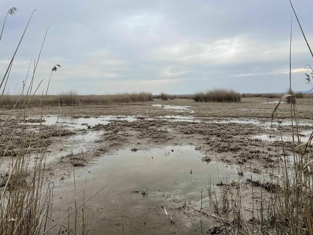 Neben der Trinkwasserqualität und der Versorgung mit Wasser für die Landwirtschaft spielt der Neusiedler See eine entscheidende Rolle, wenn es um den Kampf gegen die Trockenheit im Burgenland geht. Ähnliche Bilder, wie dieses aus dem Jahr 2023, sollen verhindert werden. | Foto: Kathrin Haider