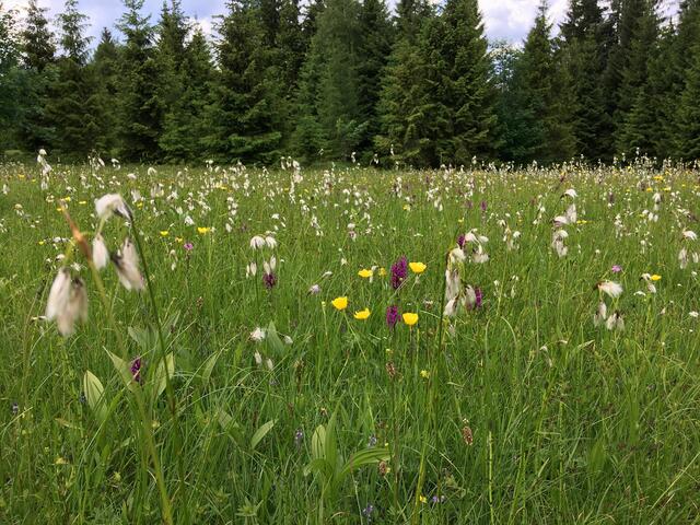 Auch Feuchtwiesen gilt es weiterhin zu schützen. | Foto: © Land Tirol