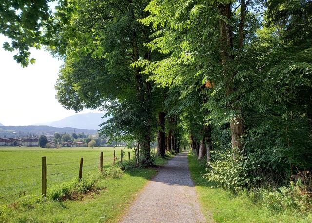 Foto: H.Bachinger 