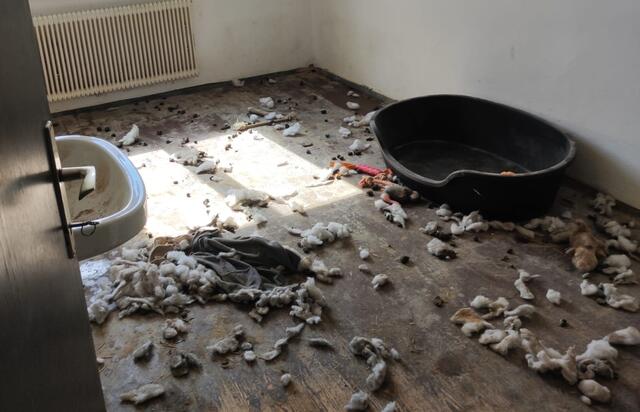 Völlig verwahrlost wurden drei Hunde in einer Wohnung vorgefunden, die Besitzerin war Urlaub und hatte die Tiere einfach zurückgelassen. | Foto: Arche Noah