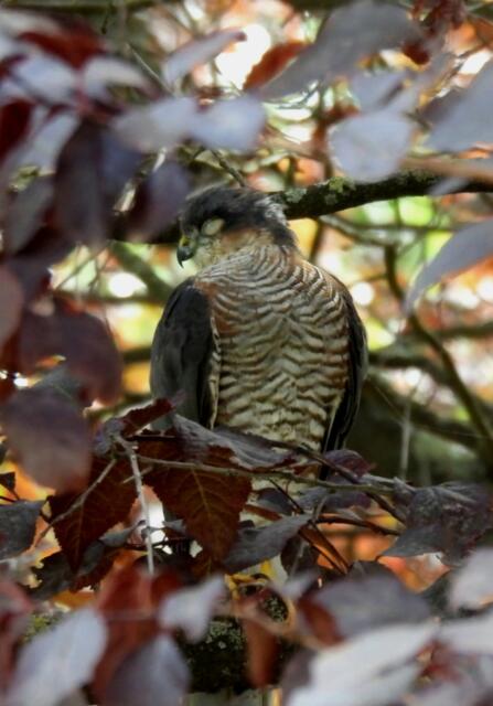 Der Sperber döst als ich ihn erblicke... | Foto: Zuzana Kobesova 2024