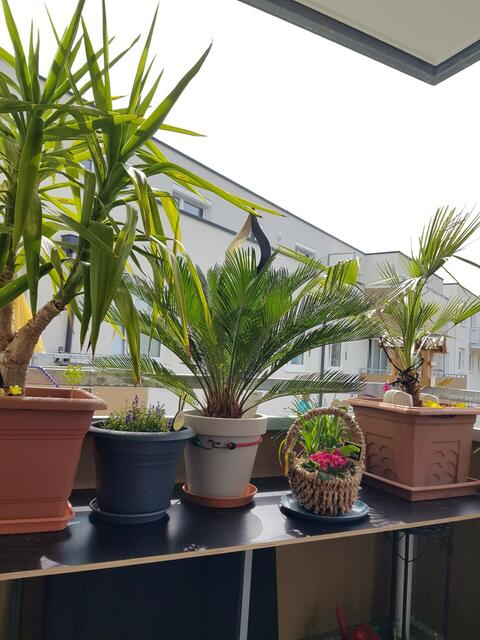 Auguste Saurer | Foto: privat