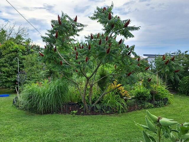 Sissy Krivanek  | Foto: privat