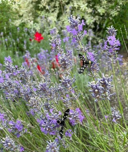 Helga u. Rudolf Mehofer | Foto: privat