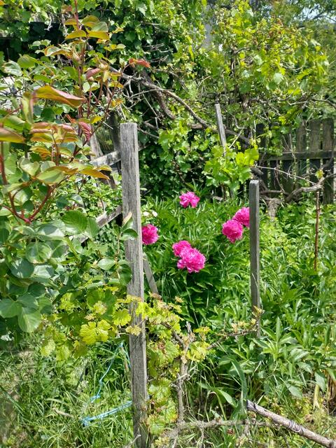 Elisabeth Edl | Foto: privat