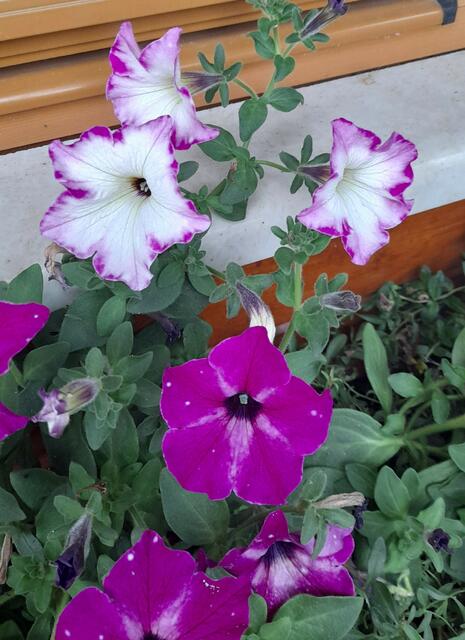 Johann Erdösi | Foto: privat