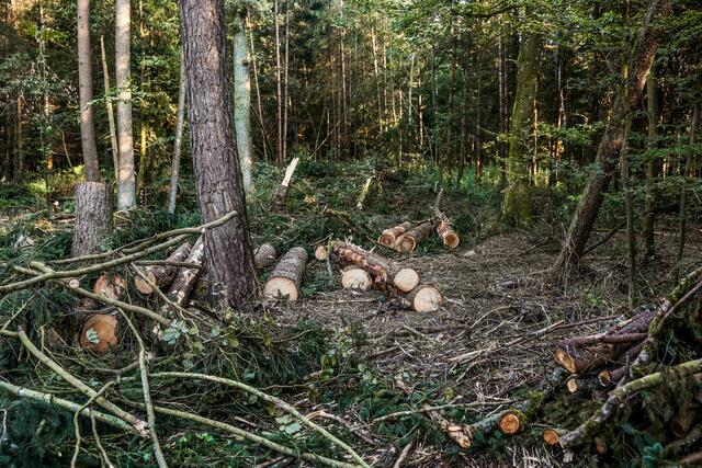 Foto: Daniel Scharinger