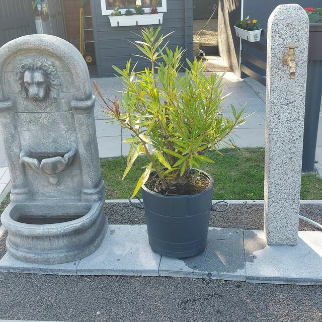 Paul Hodosi | Foto: privat