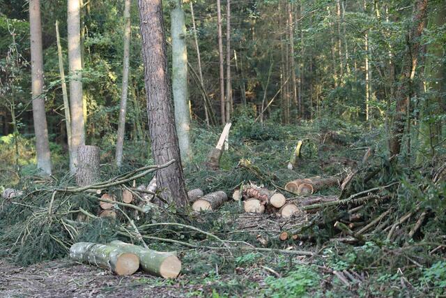 Foto: Daniel Scharinger
