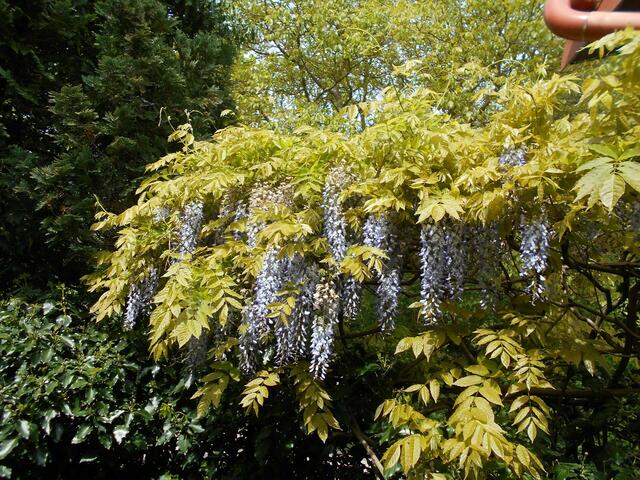 Karl Genau  | Foto: privat