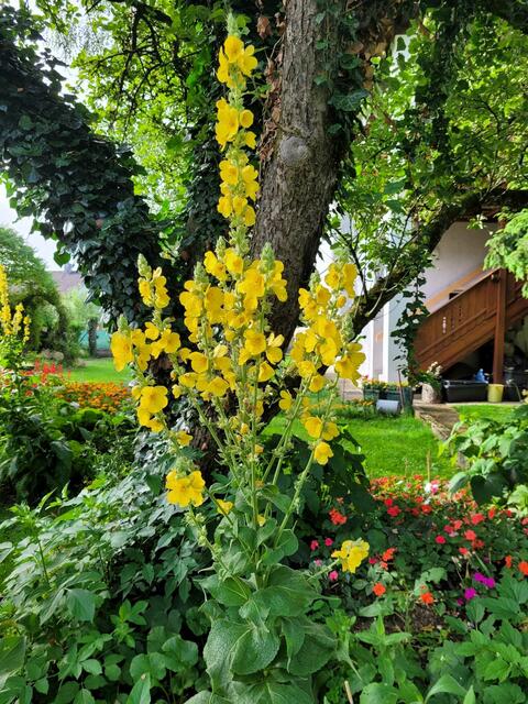 Rosemarie Köstler | Foto: privat