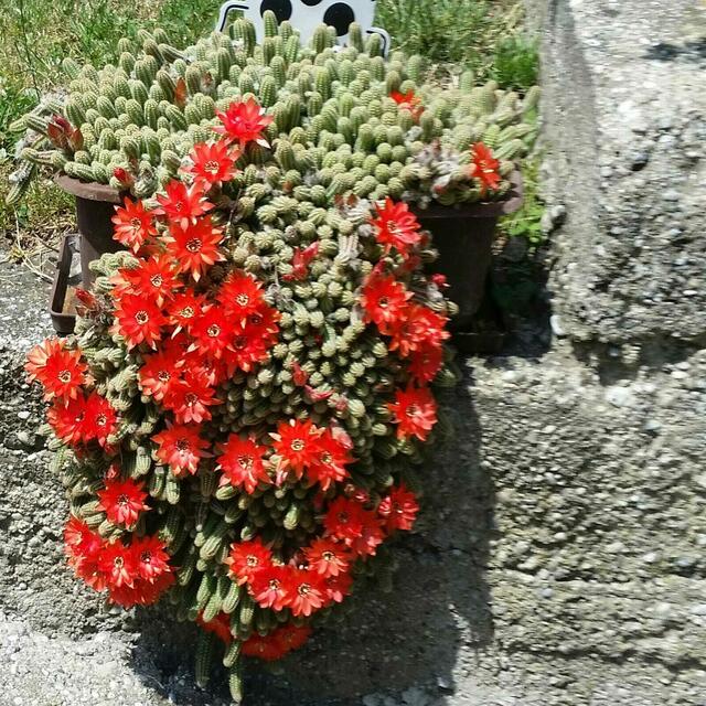 Friederike Mastalir | Foto: privat