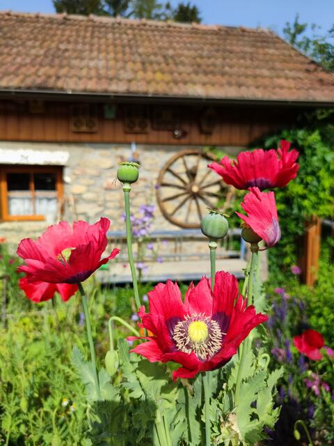 Elisabeth Weißinger  | Foto: privat