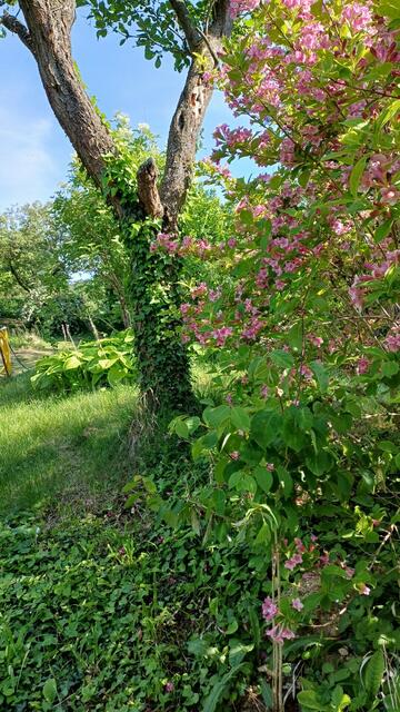 Brigitte Griesmayer | Foto: privat