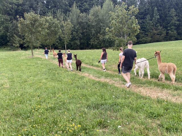 Die Wanderung auf der Wöginger-Runde in Diersbach lässt sich mit einem Spaziergang mit Alpakas verbinden. | Foto: Arbeitskreis Diersbacher Wanderwege