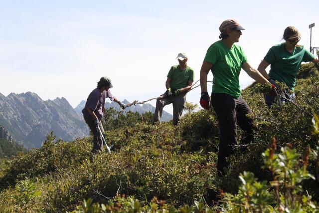 Pflanzentrieb für Pflanzentrieb, Wurzel um Wurzel und Strauch für Strauch. Es ist eine aufwendige Handarbeit, das Schwenden. | Foto: Larissa Poltura