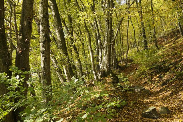 Rund eineinhalb Stunden sind Familien auf dem fünf Kilometer langen Haselmaus-Weg in Engelhartszell unterwegs. | Foto: Weidlinger