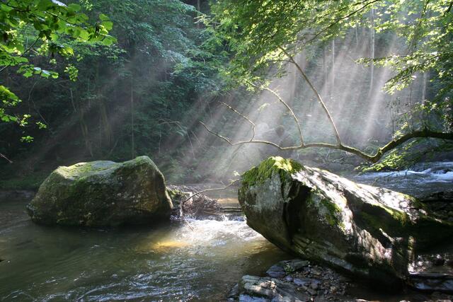 Die Schwarze Sulm ist ein Naturjuwel und gehört zu den letzten intakten Gewässern Österreichs. | Foto: Sebatian Postl