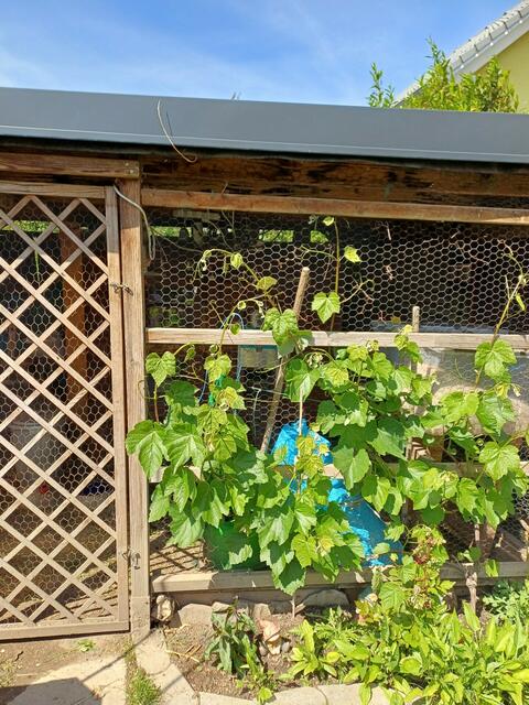 Carina Vlahovic | Foto: privat