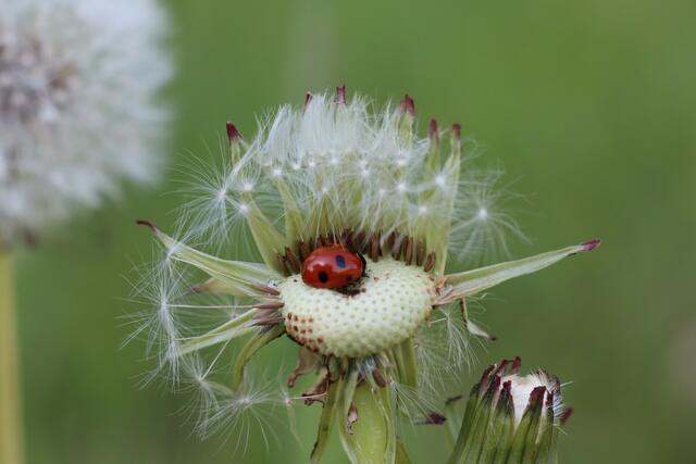 Nicole Koschutnig | Foto: privat