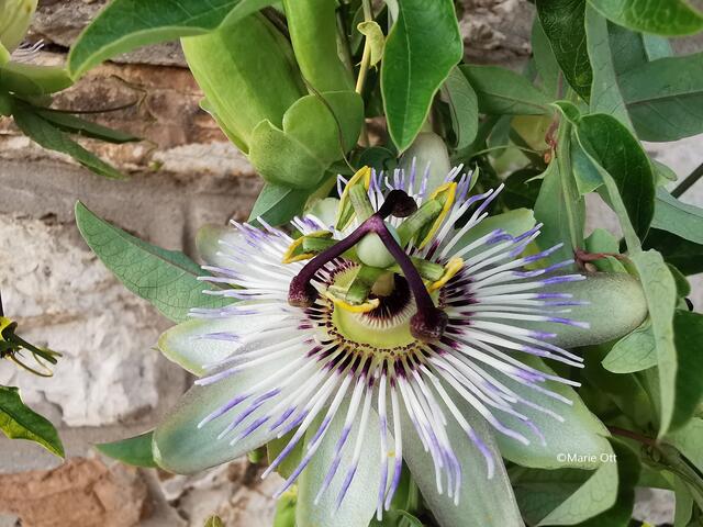 Passionsblume, Frucht