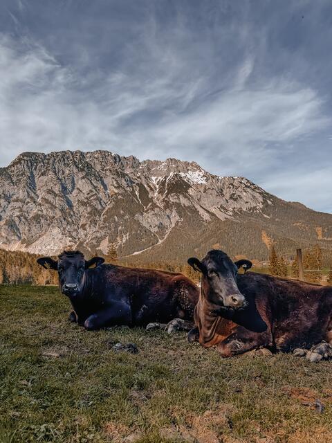Die japanische Rinderrasse ist in Österreich noch eher unbekannt. | Foto: Wagyu-Ennstal