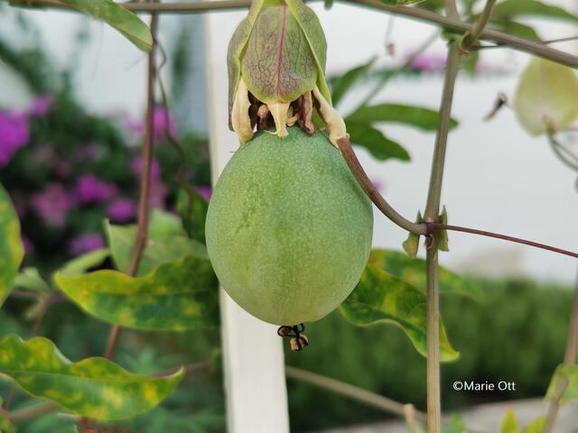 Passionsblume, Frucht