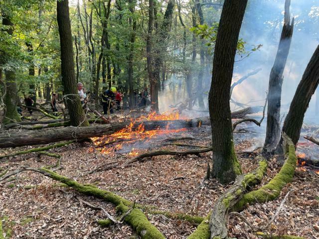 Mittwochnachmittag brach im Leithagebirge ein Brand aus. Auch am Donnerstag ist die Freiwillige Feuerwehr noch im Einsatz.  | Foto: Pressedienst AFKDO Bruck/Leitha